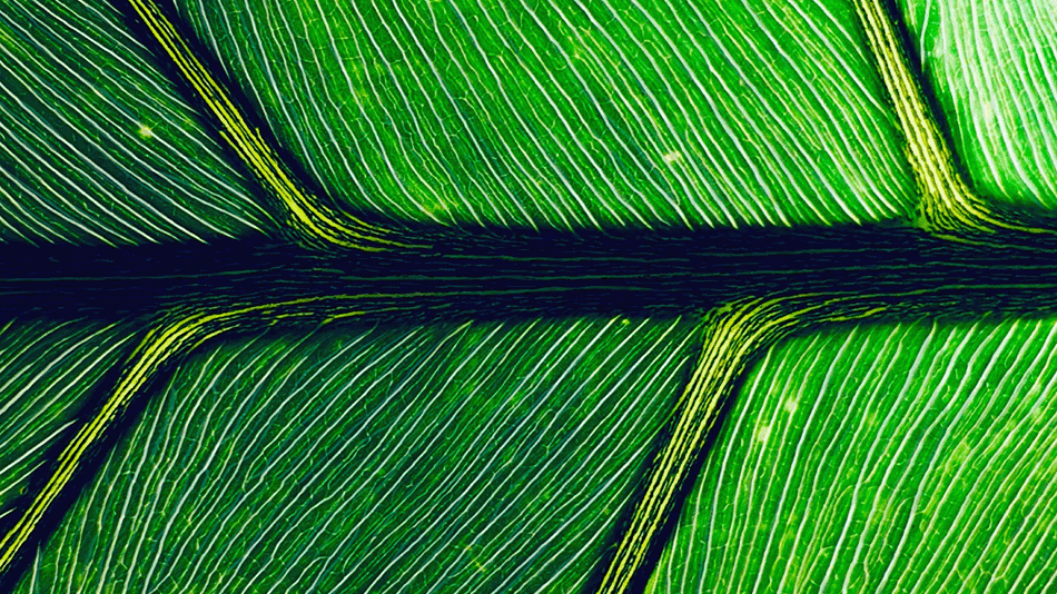 gar_greenscience_leaf